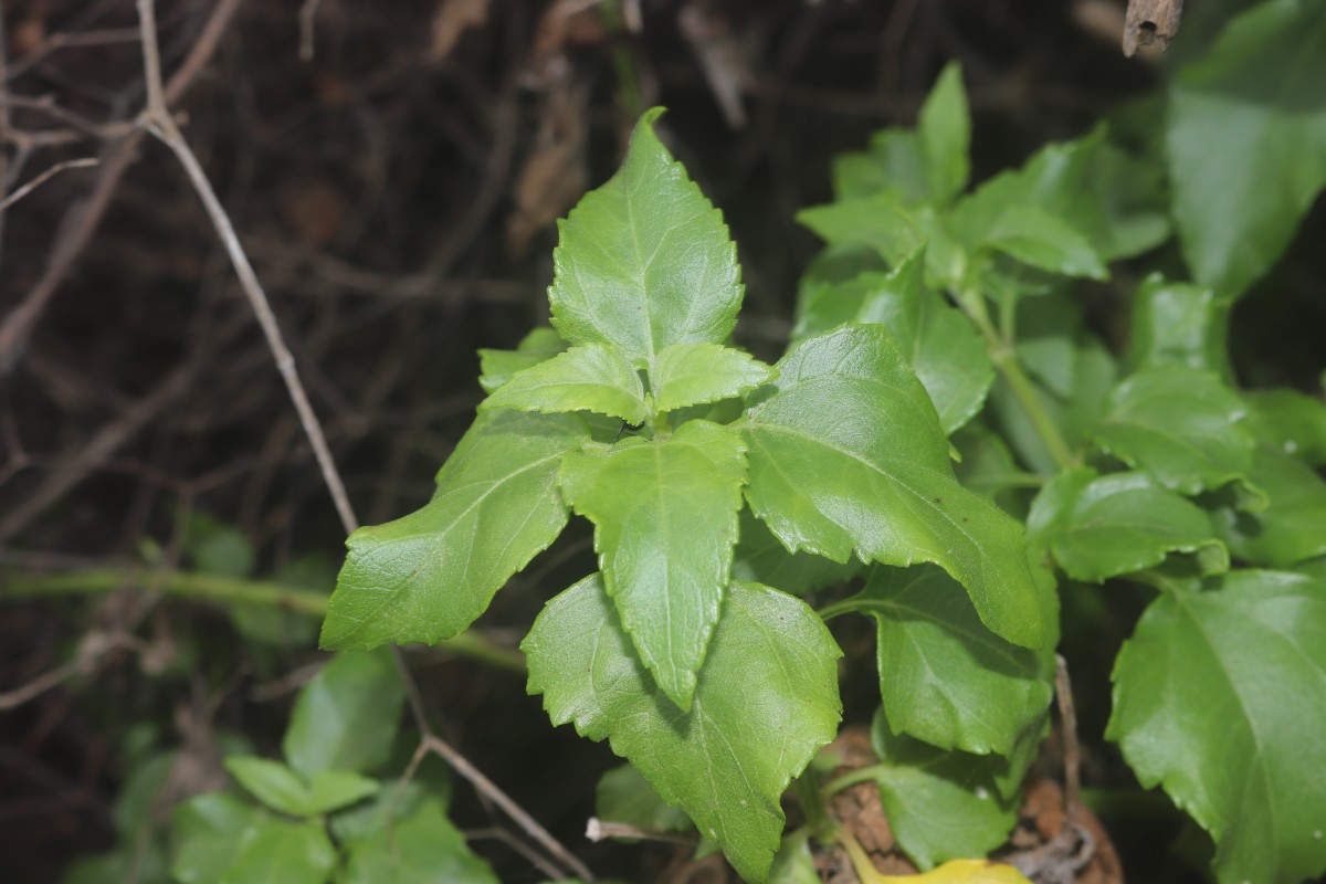 Wollastonia biflora (L.) DC.